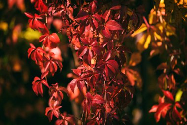 AUTUMN - Güneş ışığındaki bitkiler için renkli bir mevsim