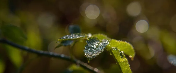 Drops Leaves Spuren Von Tau Strauch — Stockfoto