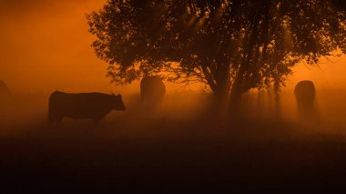 SUNRISE - Ağaçların altındaki çayırlarda bir inek sürüsü duruyor