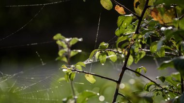 Yapraklardaki damlalar - Ağaçtaki çiy izleri