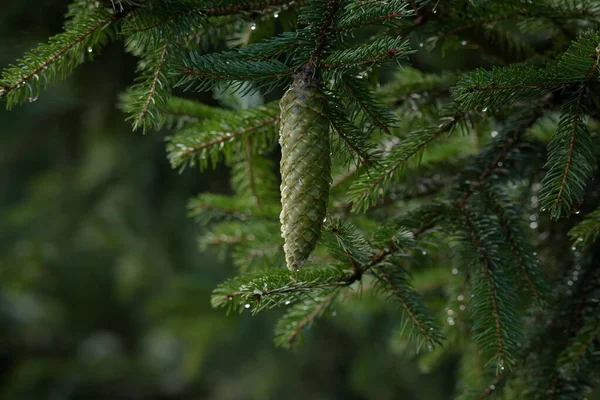 Cone Spruce Naaldboom Regendruppels — Stockfoto