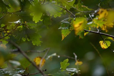 KUŞ LEAF - Ormandaki yeşil çalılıkta kaybolan altın sonbahar