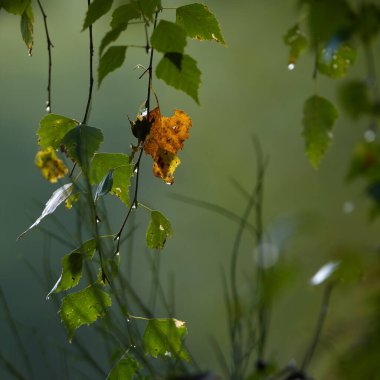 KUŞ LEAF - Ormandaki yeşil çalılıkta kaybolan altın sonbahar