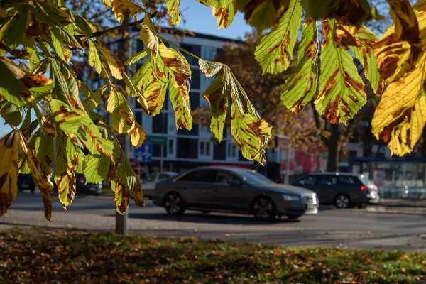 Herbst Stadt Bunte Kastanienblätter Mit Autos Auf Der Straße — Stockfoto