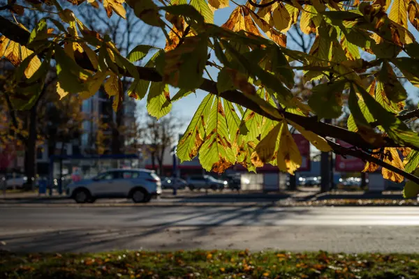 Herbst Stadt Bunte Kastanienblätter Mit Autos Auf Der Straße — Stockfoto