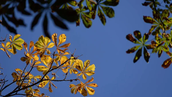 乌头树 五彩缤纷的栗树叶子在蓝天的映衬下 — 图库照片