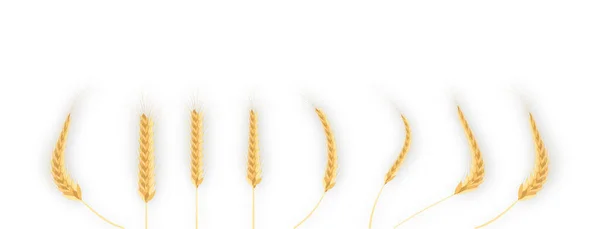 Vector Illustration Jewish Holiday Shavuot Happy Shavuot Poster Sheaf Wheat — Stock Vector