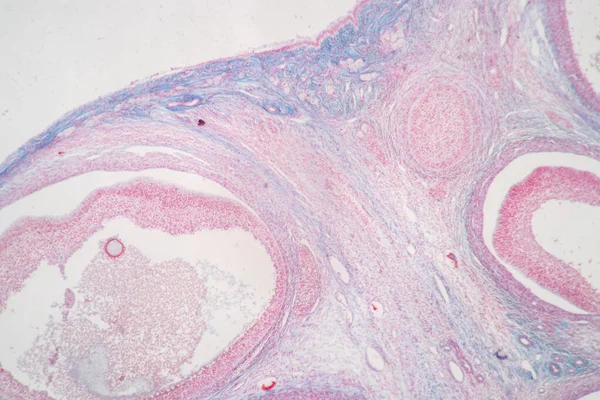 Anatomi Histolojik Yumurtalık Testis Insan Hücreleri Mikroskop Altında — Stok fotoğraf