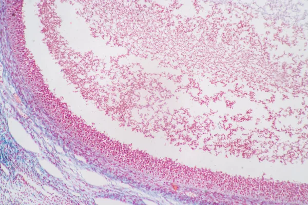 Anatomie Ovaire Histologique Testis Cellules Humaines Microscope — Photo