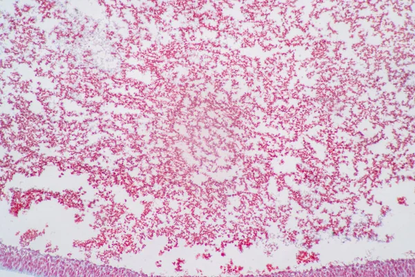 Anatomie Und Histologische Eierstock Und Hodenzellen Unter Dem Mikroskop — Stockfoto