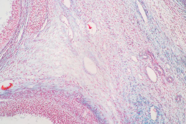 Anatomie Histologické Ovariální Testis Lidské Buňky Pod Mikroskopem — Stock fotografie