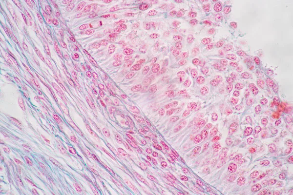Anatomie Histologické Ovariální Testis Lidské Buňky Pod Mikroskopem — Stock fotografie