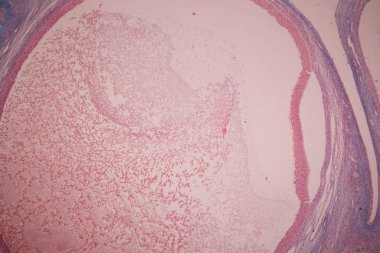 Anatomi ve Histolojik Yumurtalık ve Testis insan hücreleri mikroskop altında.