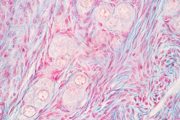 解剖学と組織学的卵巣と顕微鏡下でのヒト細胞の検査 — ストック写真