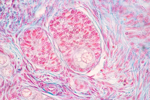 Anatomía Ovario Histológico Testículo Células Humanas Bajo Microscopio — Foto de Stock