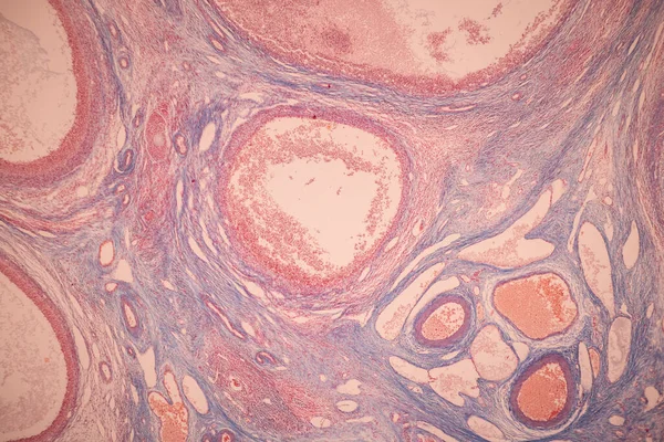 解剖学と組織学的卵巣と顕微鏡下でのヒト細胞の検査 — ストック写真