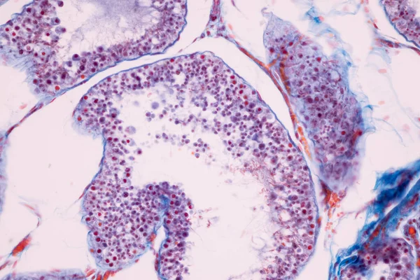 Anatomia Histologiczne Jajniki Jądra Komórek Ludzkich Pod Mikroskopem — Zdjęcie stockowe