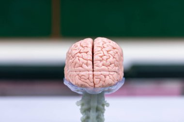 Beyincik, Thalamus, Medulla oblongata, omurilik ve Motor Nöron insan laboratuvarda mikroskop altında.