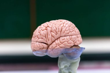 Beyincik, Thalamus, Medulla oblongata, omurilik ve Motor Nöron insan laboratuvarda mikroskop altında.