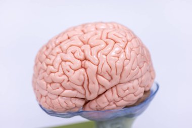 Beyincik, Thalamus, Medulla oblongata, omurilik ve Motor Nöron insan laboratuvarda mikroskop altında.