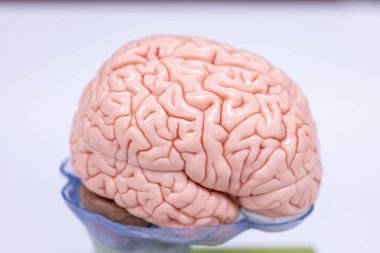 Beyincik, Thalamus, Medulla oblongata, omurilik ve Motor Nöron insan laboratuvarda mikroskop altında.