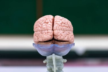 Beyincik, Thalamus, Medulla oblongata, omurilik ve Motor Nöron insan laboratuvarda mikroskop altında.