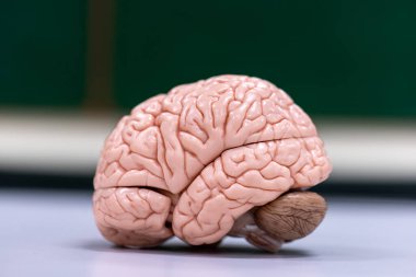 Beyincik, Thalamus, Medulla oblongata, omurilik ve Motor Nöron insan laboratuvarda mikroskop altında.