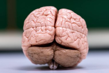 Beyincik, Thalamus, Medulla oblongata, omurilik ve Motor Nöron insan laboratuvarda mikroskop altında.