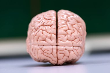 Beyincik, Thalamus, Medulla oblongata, omurilik ve Motor Nöron insan laboratuvarda mikroskop altında.