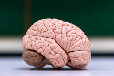 Beyincik, Thalamus, Medulla oblongata, omurilik ve Motor Nöron insan laboratuvarda mikroskop altında.