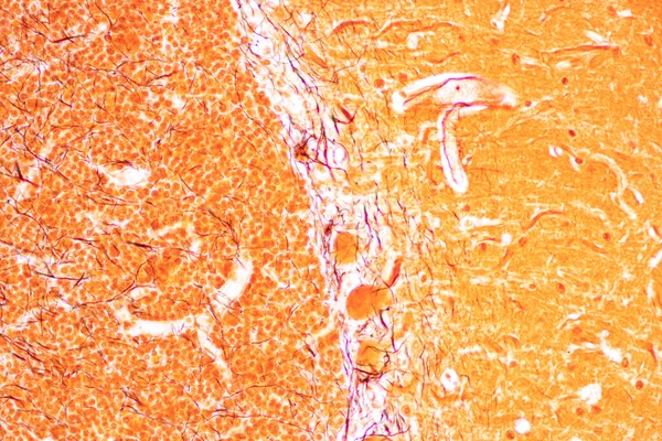 Cerebellum Thalamus Medulla Oblongata Spinal Cord Motor Neuron Člověk Pod — Stock fotografie