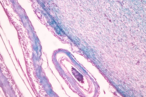 Cerebellum Thalamus Medulla Oblongata Spinal Cord Motor Neuron Člověk Pod — Stock fotografie