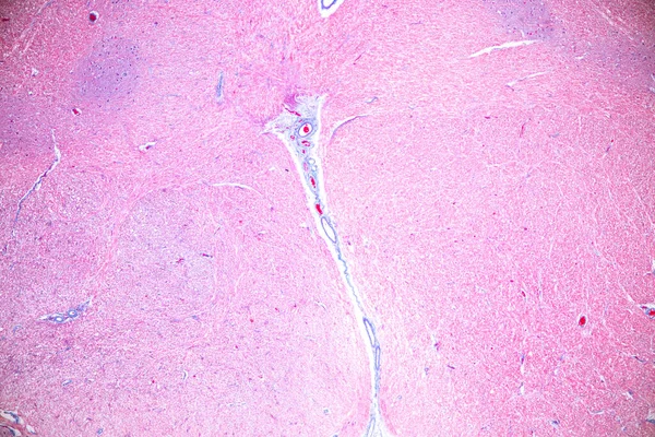 Cerebellum Thalamus Medulla Oblongata Spinal Cord Motor Neuron Human Microscope — стокове фото