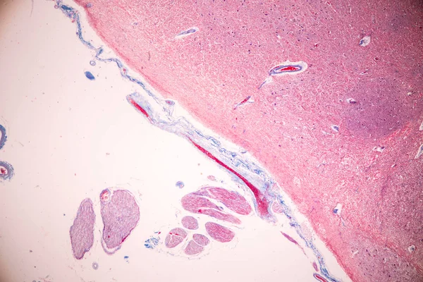 Cerebellum Thalamus Medulla Oblongata Gerincvelő Motoros Neuron Humán Mikroszkóp Alatt — Stock Fotó