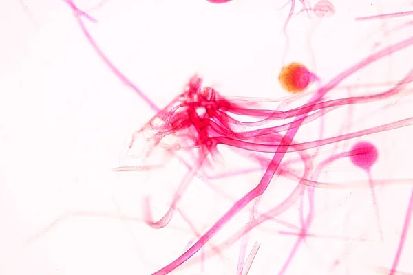 地下茎の特徴は 教育のための顕微鏡下でスライド上の一般的な腐生菌の属です — ストック写真