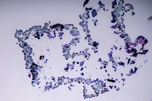 Lichen Hyphae Symbiotic Algae在显微镜下的教育特性 — 图库照片