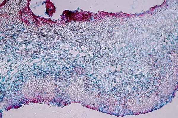 Characteristics Lichen Hyphae Symbiotic Algae Microscope Education — Stock Photo, Image