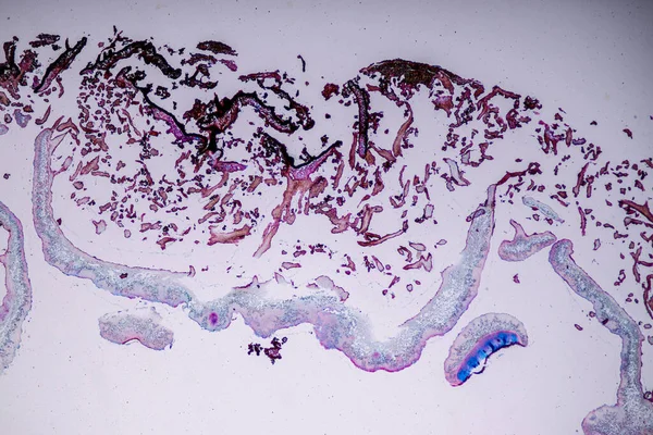 Características Líquen Hifas Algas Simbióticas Sob Microscópio Para Educação — Fotografia de Stock
