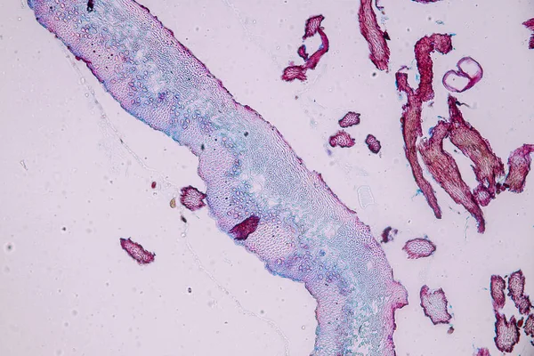 Eğitim Için Mikroskop Altında Lichen Hyphae Symbiotic Alglerin Özellikleri — Stok fotoğraf