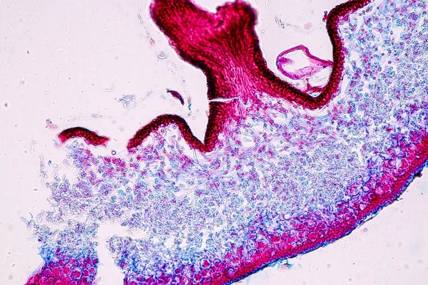 Lichen Hyphae Symbiotic Algae在显微镜下的教育特性 — 图库照片