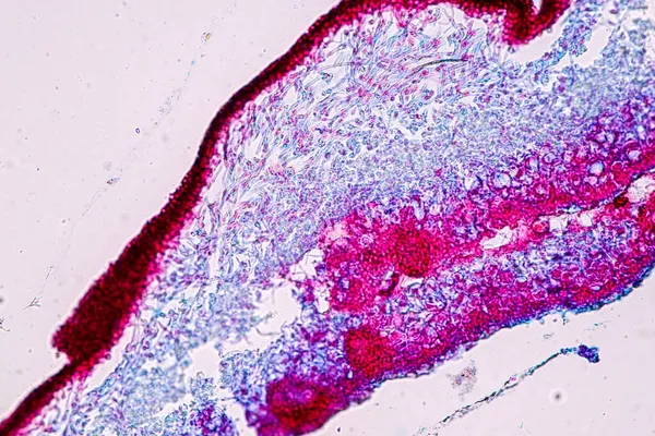 Zuzmó Hiphae Szimbiotikus Algák Jellemzői Oktatás Mikroszkópja Alatt — Stock Fotó