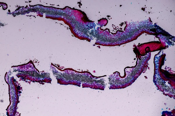 Características Del Liquen Las Hifas Las Algas Simbióticas Bajo Microscopio — Foto de Stock