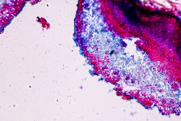 Charakteristika Lichen Hyfy Symbiotické Řasy Pod Mikroskopem Pro Vzdělávání — Stock fotografie