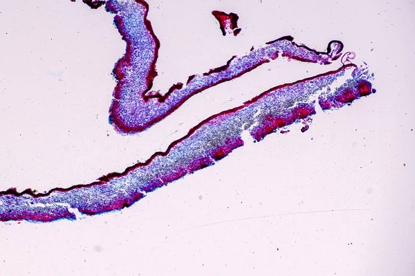 Características Del Liquen Las Hifas Las Algas Simbióticas Bajo Microscopio — Foto de Stock