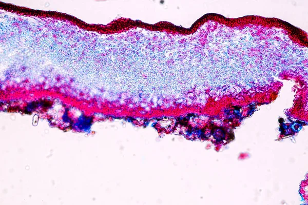 Merkmale Von Flechten Hyphen Und Symbiotischen Algen Unter Dem Mikroskop — Stockfoto