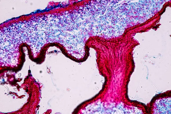 Merkmale Von Flechten Hyphen Und Symbiotischen Algen Unter Dem Mikroskop — Stockfoto