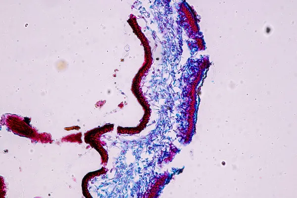 교육을 현미경 아래있는 하이포 조류의 — 스톡 사진