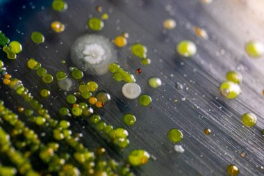 Özellikler ve Farklı şekilli Bakteri ve Küf Kolonisi mikrobiyoloji laboratuarındaki eğitim için toprak örneklerinden tarım plakalarında büyüyor..