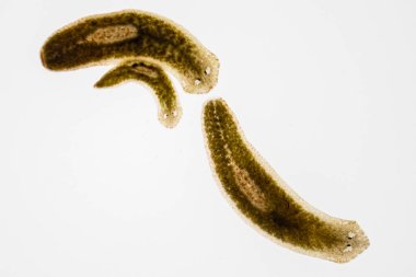 Planarian paraziti (yassı solucan) mikroskop altında.