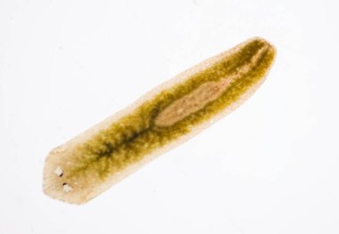 Planarian paraziti (yassı solucan) mikroskop altında.